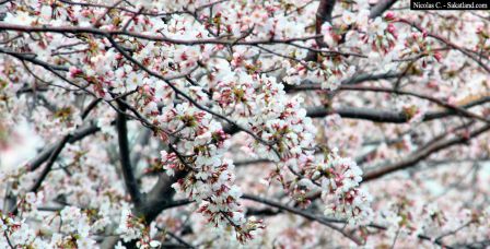 Sakura_Flower.jpg