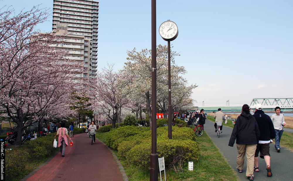 Sakura_People4.jpg