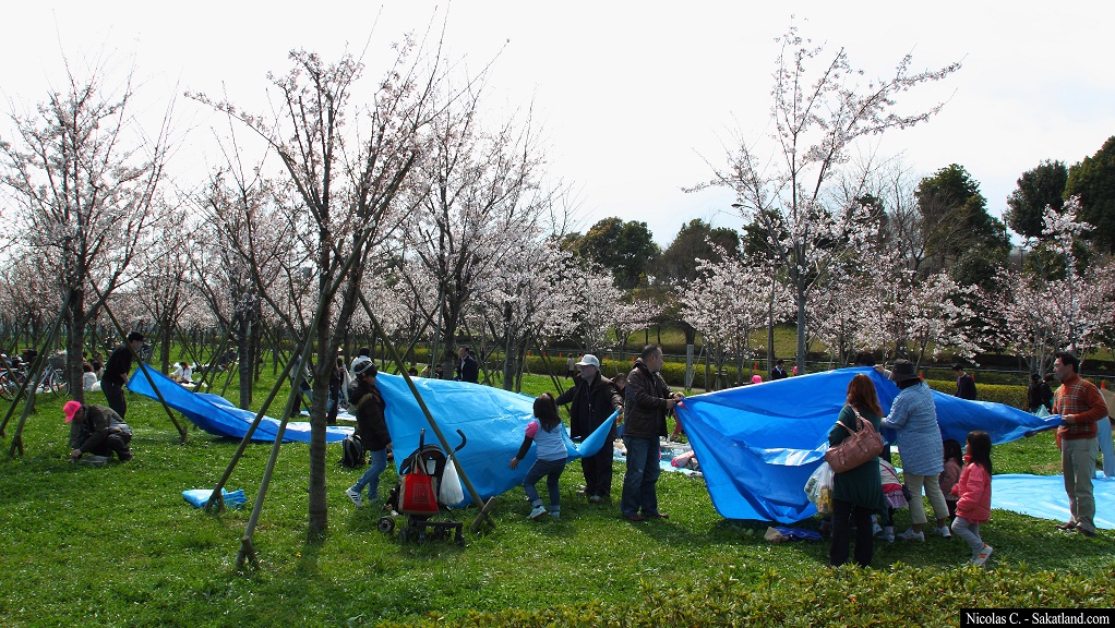 Sakura_People6.jpg