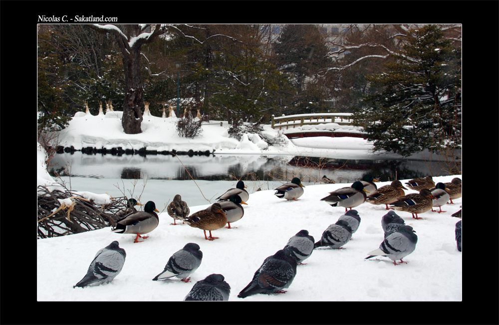 Sapporo_Matsuri_Divers_Duck.jpg