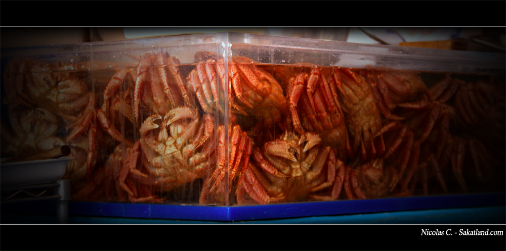 Sapporo_Matsuri_Market_Crabe5.jpg