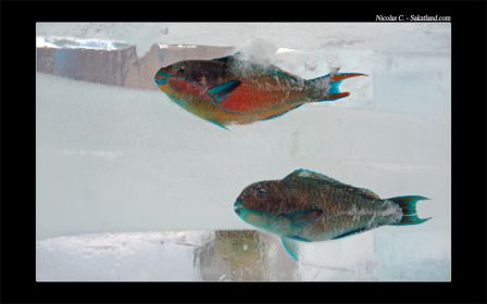 Sapporo_Matsuri_Ice_11.jpg