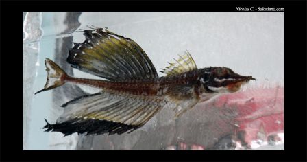 Sapporo_Matsuri_Ice_9.jpg