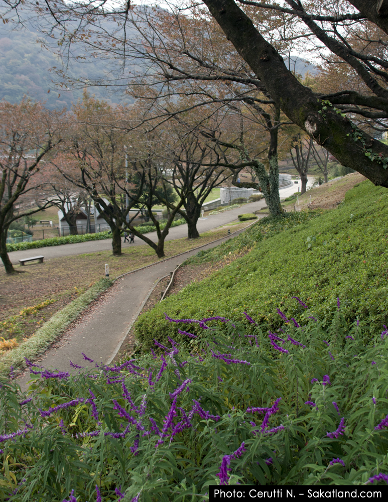Spotting_Tomomi_Park1.jpg