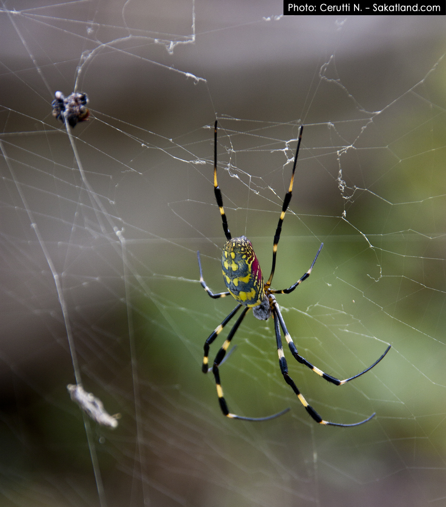 Spotting_Tomomi_Spider.jpg