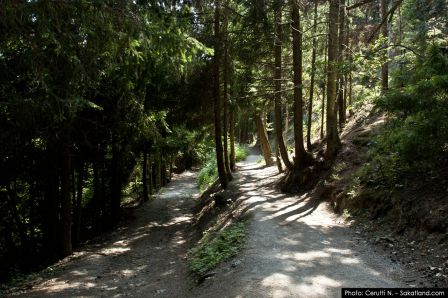 Bisse_Saviese-Forrest1.jpg