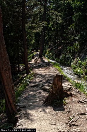 Bisse_Saviese-Forrest2HDR.jpg