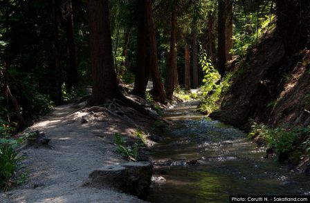 Bisse_Saviese-Forrest3HDR.jpg