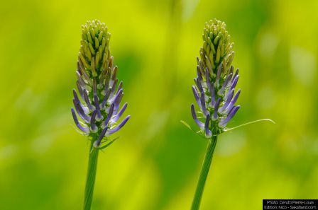 Lotschental-Fleurs1_P.jpg