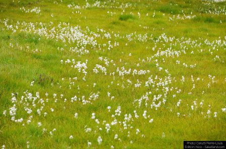 Lotschental-Fleurs2.jpg