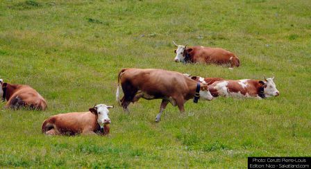 Lotschental-Vaches2_P.jpg