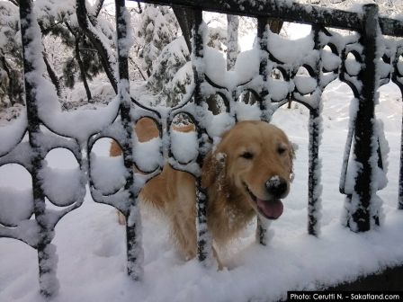 Snow_Dog1.jpg