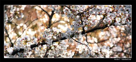 Ichigaya_Chidorigafuchi_Koen_Sakura.JPG