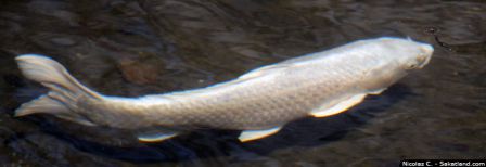 Ichigaya_Shimizudani_Koen_Whitefish.JPG