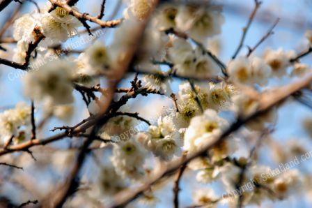 Shin_Edogawa_Koen_Sakura.jpg