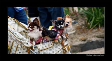 Trip_Junko_Dogs.jpg