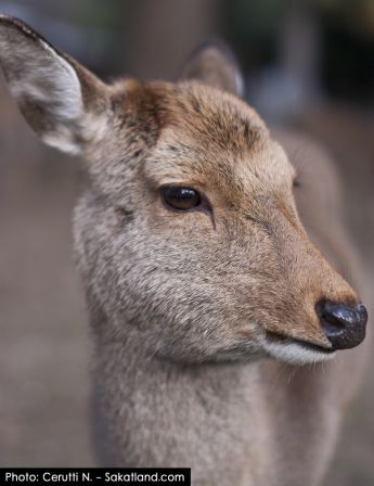 Nara_Deer11.jpg
