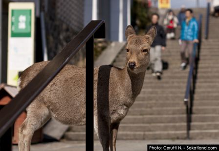 Nara_Deer1.jpg